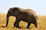 TANZANIA - Serengeti National Park - Elephant - 7